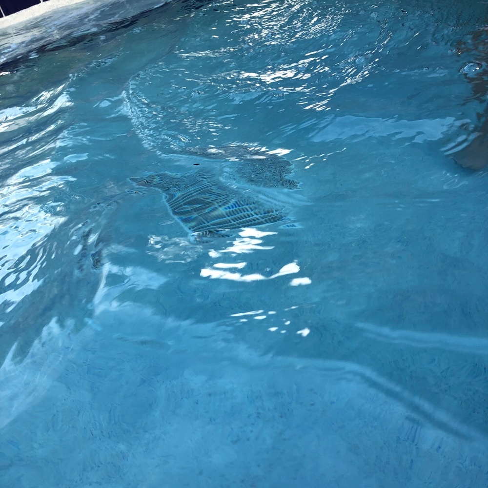 Meet your Posher, Adimar